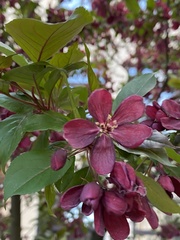Malus baccata