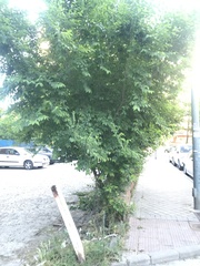 Ulmus pumila