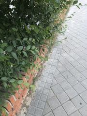 Ulmus pumila