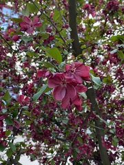 Malus baccata