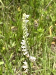 Spiranthes vernalis image