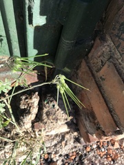 Erodium ciconium