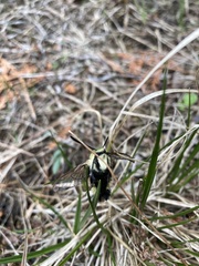 Hemaris diffinis