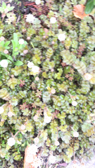 Acaena anserinifolia