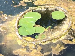Nelumbo lutea
