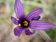 Sisyrinchium hitchcockii