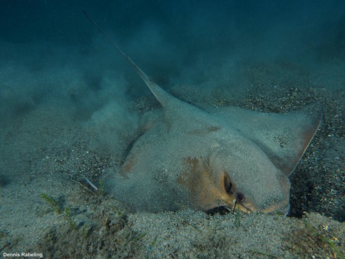 Common Eagle Ray, photo 9 of 10