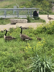 Branta canadensis