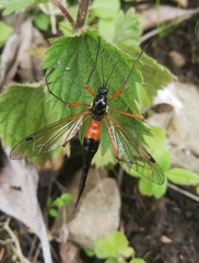 Tanyptera atrata