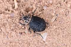 Omorgus scutellaris