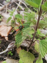 Tanyptera atrata