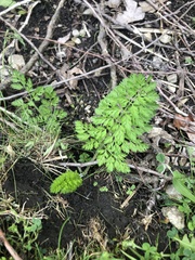 Daucus carota