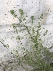 Galium aparine