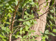 Pycnonotus barbatus