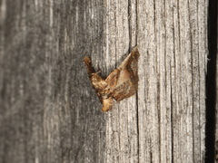 Scenedra decoratalis