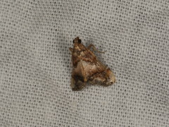 Scenedra decoratalis