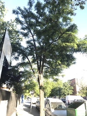 Robinia pseudoacacia