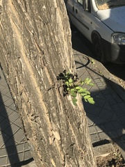 Robinia pseudoacacia