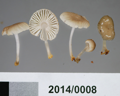 Mycena carmeliana