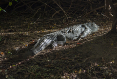 Crocodylus suchus