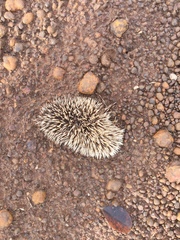 Atelerix albiventris