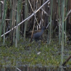 Zapornia parva
