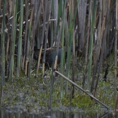 Zapornia parva