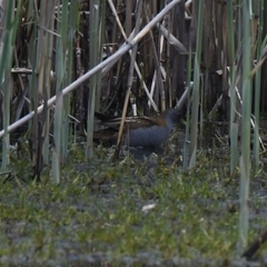 Zapornia parva