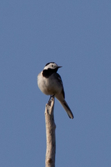 Motacilla alba