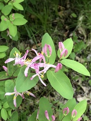 Lonicera × bella