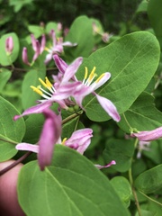 Lonicera × bella
