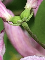 Lonicera × bella