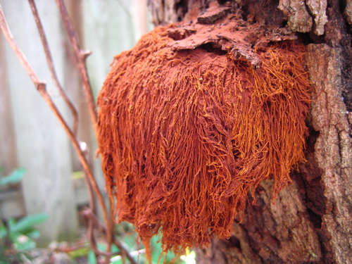 Inonotus rickii, foto de la comunidad