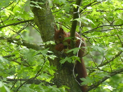 Sciurus vulgaris