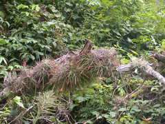 Tillandsia schiedeana
