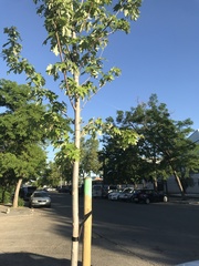 Acer saccharinum