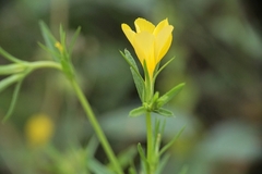 Linum nodiflorum
