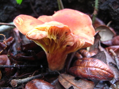 Phylloporus leucomycelinus