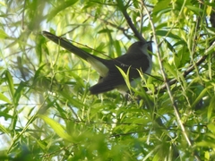 Coccyzus erythropthalmus