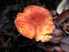 Phylloporus leucomycelinus