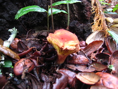 Phylloporus leucomycelinus