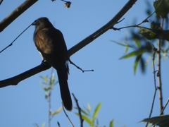 Coccyzus erythropthalmus