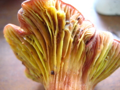 Phylloporus leucomycelinus