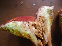 Phylloporus leucomycelinus