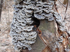 Trametes versicolor