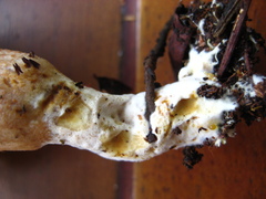 Phylloporus leucomycelinus