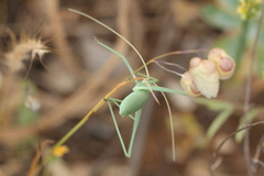 Acrometopa italica