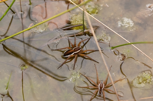 Raft Spider, 23340 Gentioux-Pigerolles, France, photo 9 of 10