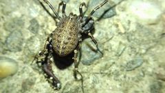 Egaenus convexus