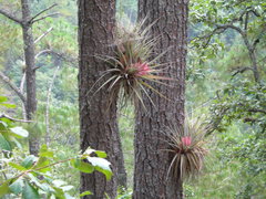 Tillandsia carlsoniae